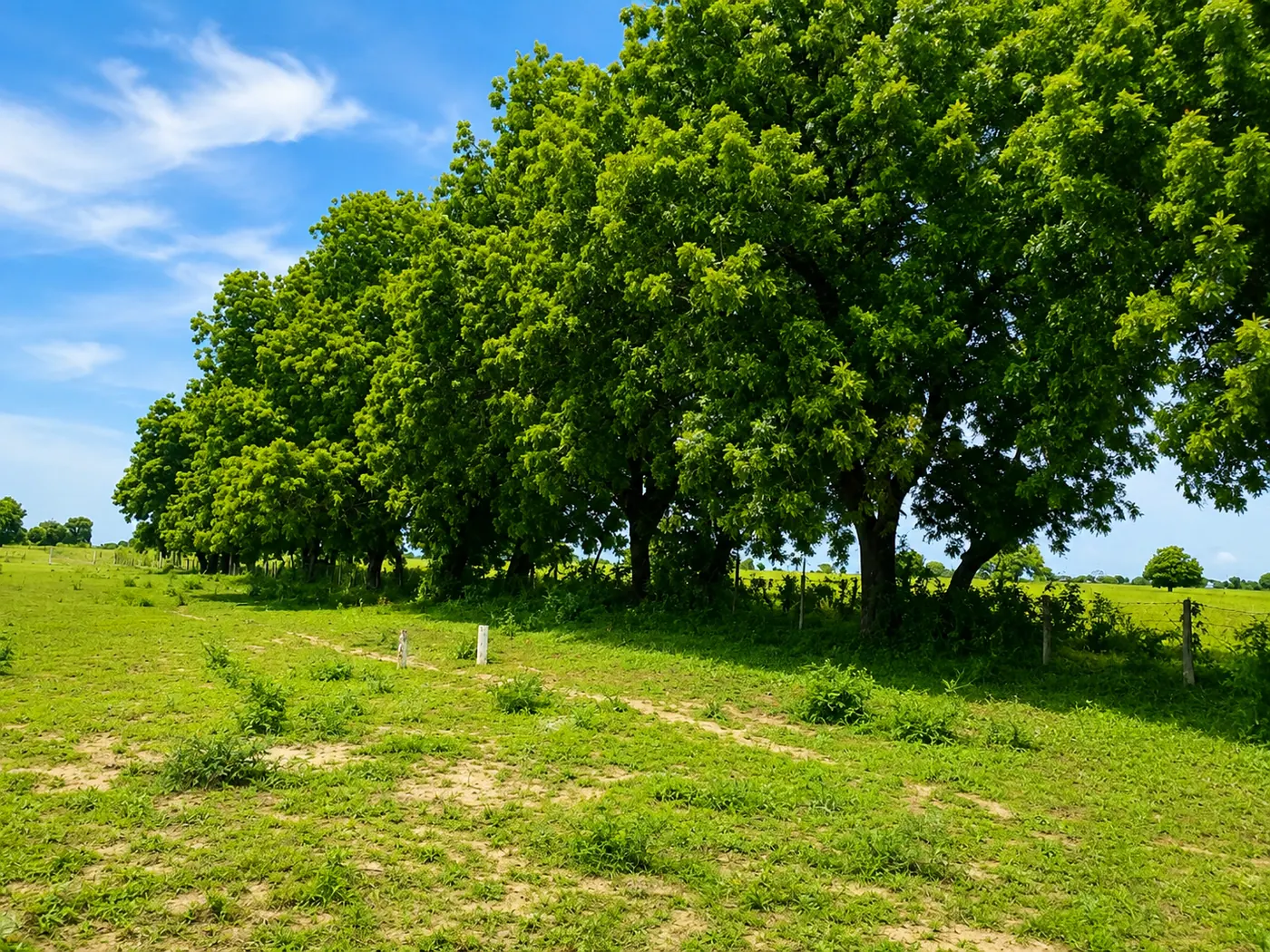 Mambrui green land site view
